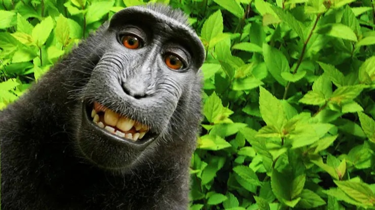 The Monkey Selfie is similar to computer art with regard to Copyright protections